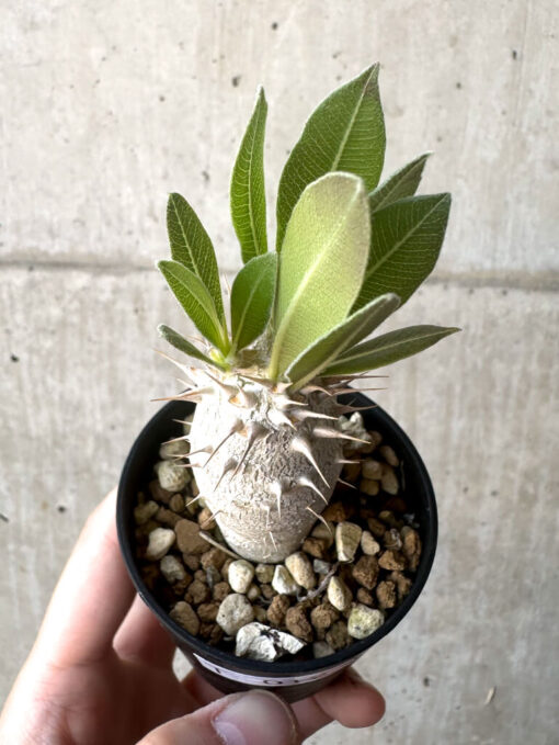 【現品限り】パキポディウム・ロスラーツム 実生【T12】 Pachypodium rosulatum【植物】塊根植物 夏型 コーデックス - 画像 (2)