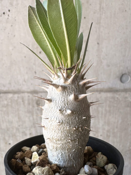 【現品限り】パキポディウム・ロスラーツム 実生【T12】 Pachypodium rosulatum【植物】塊根植物 夏型 コーデックス - 画像 (3)