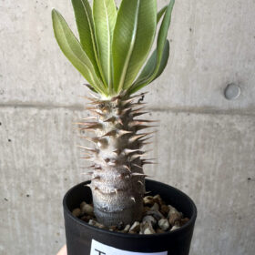 【現品限り】パキポディウム・ロスラーツム 実生【T13】 Pachypodium rosulatum【植物】塊根植物 夏型 コーデックス