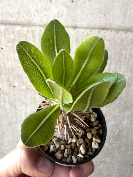 【現品限り】パキポディウム・ロスラーツム 実生【T13】 Pachypodium rosulatum【植物】塊根植物 夏型 コーデックス - 画像 (2)