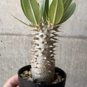 【現品限り】パキポディウム・ロスラーツム 実生【T14】 Pachypodium rosulatum【植物】塊根植物 夏型 コーデックス