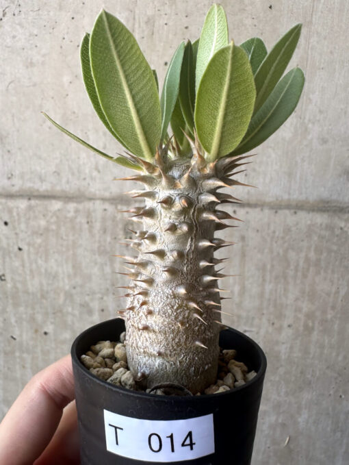 【現品限り】パキポディウム・ロスラーツム 実生【T14】 Pachypodium rosulatum【植物】塊根植物 夏型 コーデックス