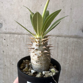 【現品限り】パキポディウム・ロスラーツム 実生【T15】 Pachypodium rosulatum【植物】塊根植物 夏型 コーデックス