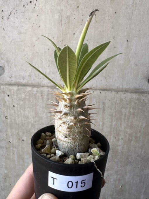 【現品限り】パキポディウム・ロスラーツム 実生【T15】 Pachypodium rosulatum【植物】塊根植物 夏型 コーデックス