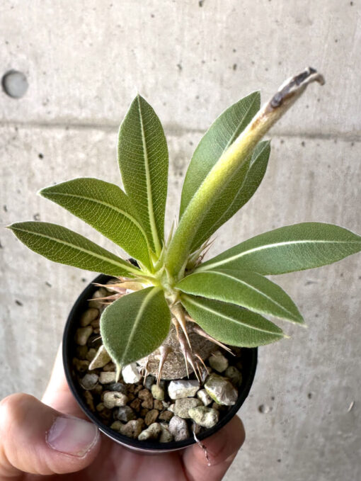 【現品限り】パキポディウム・ロスラーツム 実生【T15】 Pachypodium rosulatum【植物】塊根植物 夏型 コーデックス - 画像 (2)