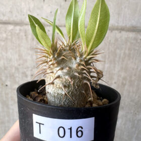 【現品限り】パキポディウム・マカイエンセ【T16】 Pachypodium makayense【植物】塊根植物 夏型 コーデックス