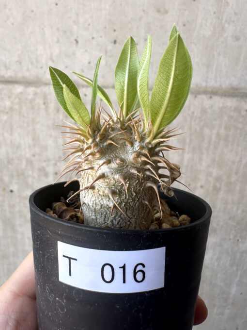 【現品限り】パキポディウム・マカイエンセ【T16】 Pachypodium makayense【植物】塊根植物 夏型 コーデックス