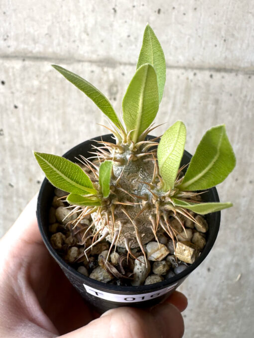 【現品限り】パキポディウム・マカイエンセ【T16】 Pachypodium makayense【植物】塊根植物 夏型 コーデックス - 画像 (2)