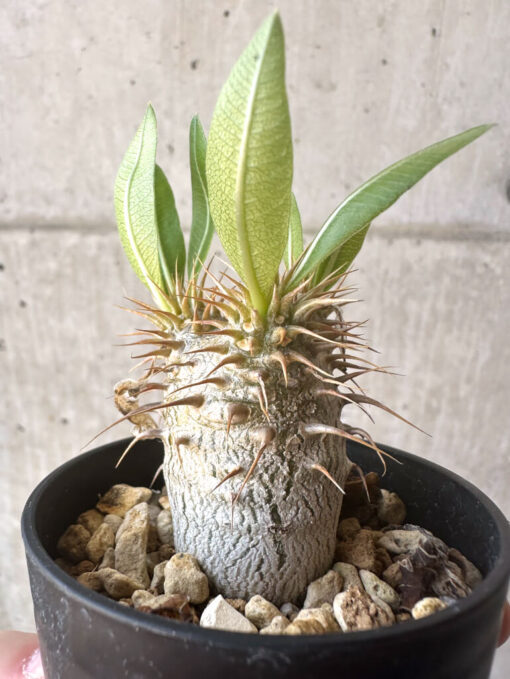 【現品限り】パキポディウム・マカイエンセ【T16】 Pachypodium makayense【植物】塊根植物 夏型 コーデックス - 画像 (3)