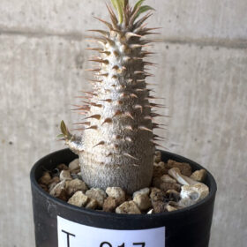 【現品限り】パキポディウム・マカイエンセ【T17】 Pachypodium makayense【植物】塊根植物 夏型 コーデックス