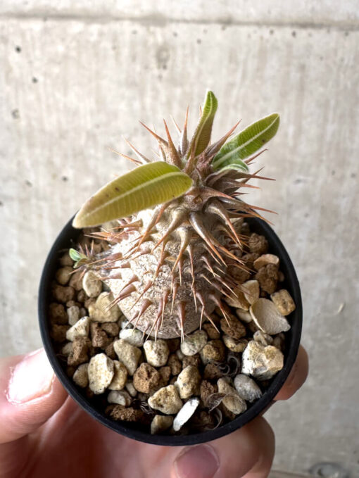 【現品限り】パキポディウム・マカイエンセ【T17】 Pachypodium makayense【植物】塊根植物 夏型 コーデックス - 画像 (2)