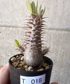 【現品限り】パキポディウム・マカイエンセ【T18】 Pachypodium makayense【植物】塊根植物 夏型 コーデックス