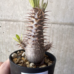 【現品限り】パキポディウム・マカイエンセ【T18】 Pachypodium makayense【植物】塊根植物 夏型 コーデックス