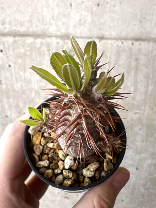 【現品限り】パキポディウム・マカイエンセ【T18】 Pachypodium makayense【植物】塊根植物 夏型 コーデックス - 画像 (2)