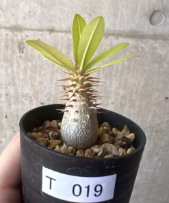 【現品限り】パキポディウム・マカイエンセ【T19】 Pachypodium makayense【植物】塊根植物 夏型 コーデックス