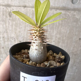 【現品限り】パキポディウム・マカイエンセ【T19】 Pachypodium makayense【植物】塊根植物 夏型 コーデックス