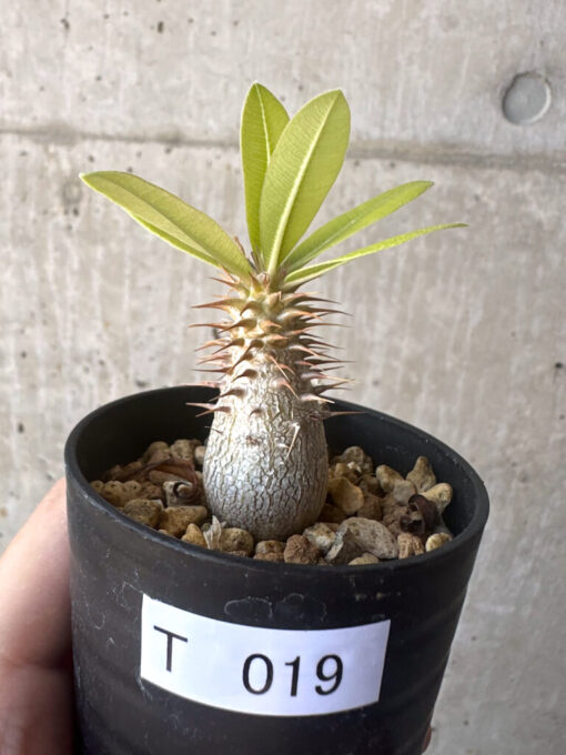 【現品限り】パキポディウム・マカイエンセ【T19】 Pachypodium makayense【植物】塊根植物 夏型 コーデックス