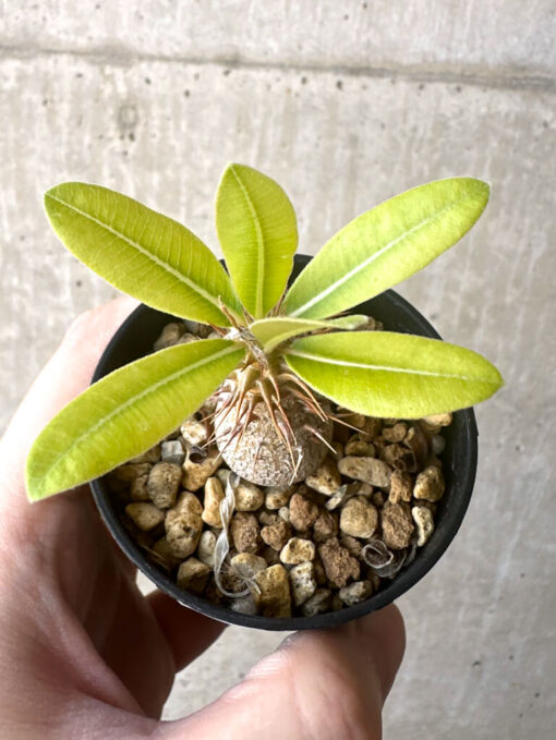 【現品限り】パキポディウム・マカイエンセ【T19】 Pachypodium makayense【植物】塊根植物 夏型 コーデックス - 画像 (2)