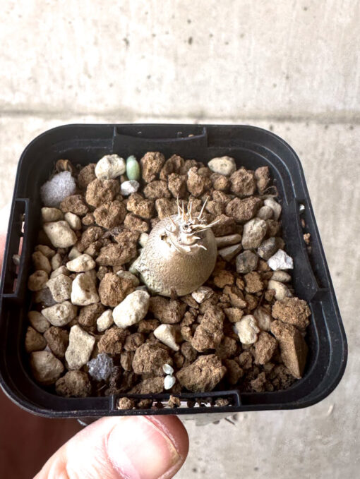 【現品限り】パキポディウム・レアリー【T1】 Pachypodium lealii【植物】塊根植物 夏型 コーデックス - 画像 (2)
