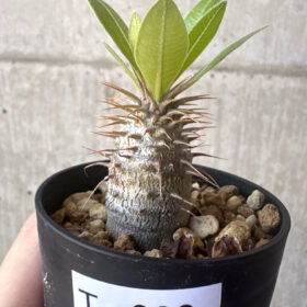 【現品限り】パキポディウム・マカイエンセ【T20】 Pachypodium makayense【植物】塊根植物 夏型 コーデックス