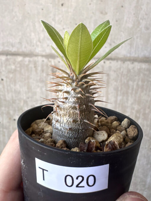 【現品限り】パキポディウム・マカイエンセ【T20】 Pachypodium makayense【植物】塊根植物 夏型 コーデックス
