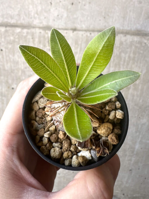 【現品限り】パキポディウム・マカイエンセ【T20】 Pachypodium makayense【植物】塊根植物 夏型 コーデックス - 画像 (2)