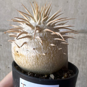 【現品限り】パキポディウム・エブレネウム 2019年9月まき【T21】 Pachypodium eburneum【植物】塊根植物 夏型 コーデックス