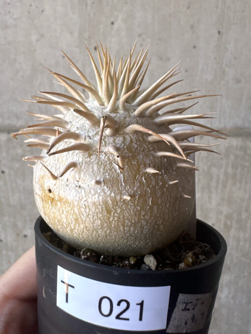 【現品限り】パキポディウム・エブレネウム 2019年9月まき【T21】 Pachypodium eburneum【植物】塊根植物 夏型 コーデックス