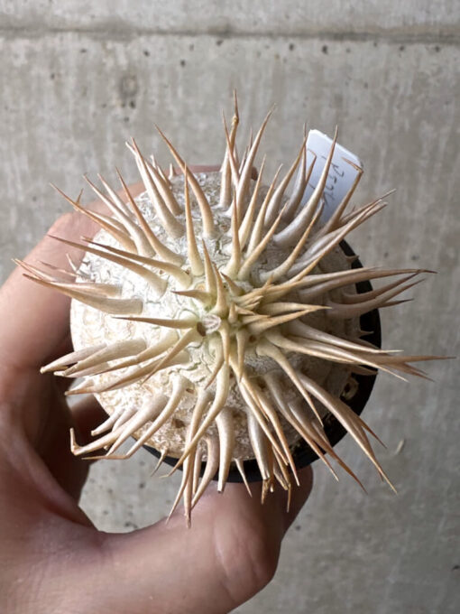 【現品限り】パキポディウム・エブレネウム 2019年9月まき【T21】 Pachypodium eburneum【植物】塊根植物 夏型 コーデックス - 画像 (2)