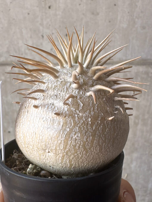 【現品限り】パキポディウム・エブレネウム 2019年9月まき【T21】 Pachypodium eburneum【植物】塊根植物 夏型 コーデックス - 画像 (3)