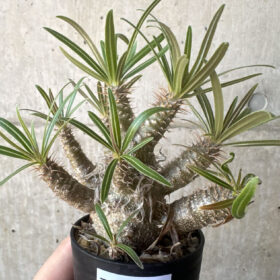 【現品限り】パキポディウム・グラキリス【T22】 Pachypodium gracilius【植物】塊根植物 夏型 コーデックス