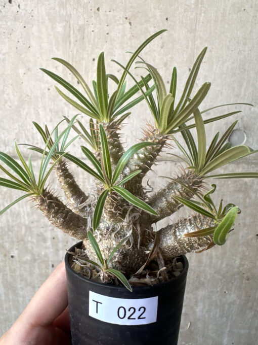 【現品限り】パキポディウム・グラキリス【T22】 Pachypodium gracilius【植物】塊根植物 夏型 コーデックス