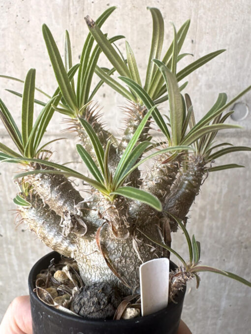 【現品限り】パキポディウム・グラキリス【T22】 Pachypodium gracilius【植物】塊根植物 夏型 コーデックス - 画像 (3)