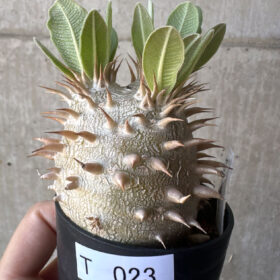 【現品限り】パキポディウム・デンシフローラム【T23】 Pachypodium densiflorum【植物】塊根植物 夏型 コーデックス