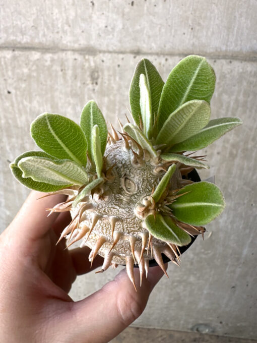 【現品限り】パキポディウム・デンシフローラム【T23】 Pachypodium densiflorum【植物】塊根植物 夏型 コーデックス - 画像 (2)