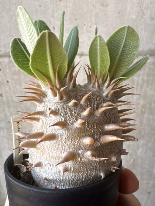 【現品限り】パキポディウム・デンシフローラム【T23】 Pachypodium densiflorum【植物】塊根植物 夏型 コーデックス - 画像 (3)