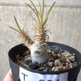 【現品限り】パキポディウム・グラキリス【T24】 Pachypodium gracilius【植物】塊根植物 夏型 コーデックス