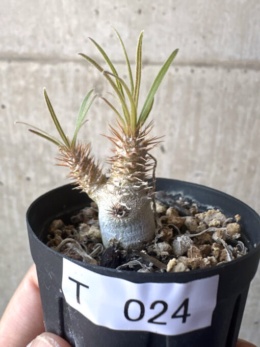 【現品限り】パキポディウム・グラキリス【T24】 Pachypodium gracilius【植物】塊根植物 夏型 コーデックス