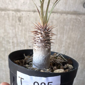 【現品限り】パキポディウム・グラキリス【T25】 Pachypodium gracilius【植物】塊根植物 夏型 コーデックス