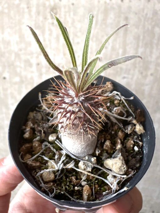 【現品限り】パキポディウム・グラキリス【T25】 Pachypodium gracilius【植物】塊根植物 夏型 コーデックス - 画像 (2)