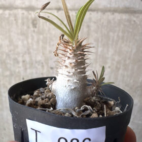 【現品限り】パキポディウム・グラキリス【T26】 Pachypodium gracilius【植物】塊根植物 夏型 コーデックス