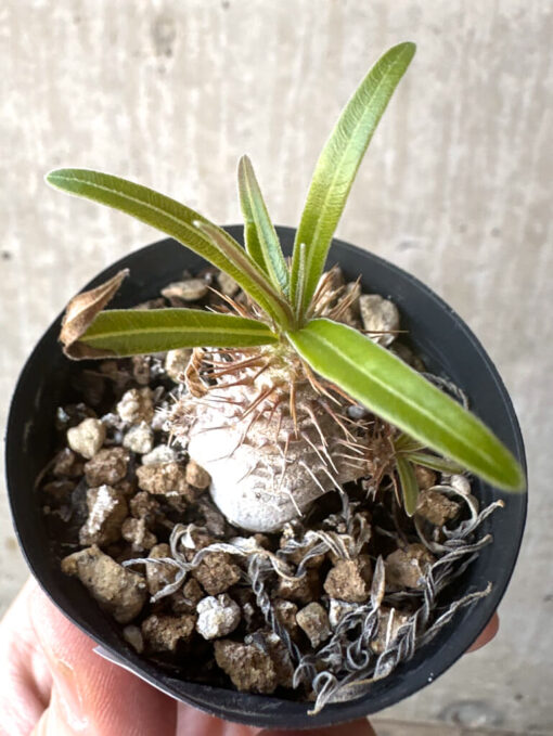 【現品限り】パキポディウム・グラキリス【T26】 Pachypodium gracilius【植物】塊根植物 夏型 コーデックス - 画像 (2)