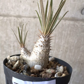 【現品限り】パキポディウム・グラキリス【T27】 Pachypodium gracilius【植物】塊根植物 夏型 コーデックス