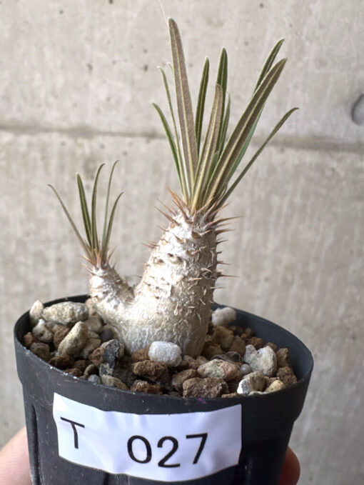 【現品限り】パキポディウム・グラキリス【T27】 Pachypodium gracilius【植物】塊根植物 夏型 コーデックス