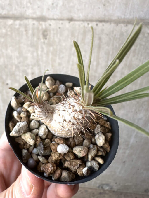 【現品限り】パキポディウム・グラキリス【T27】 Pachypodium gracilius【植物】塊根植物 夏型 コーデックス - 画像 (2)