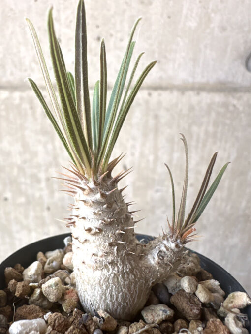 【現品限り】パキポディウム・グラキリス【T27】 Pachypodium gracilius【植物】塊根植物 夏型 コーデックス - 画像 (3)