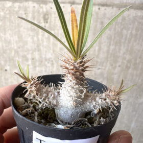 【現品限り】パキポディウム・グラキリス【T28】 Pachypodium gracilius【植物】塊根植物 夏型 コーデックス