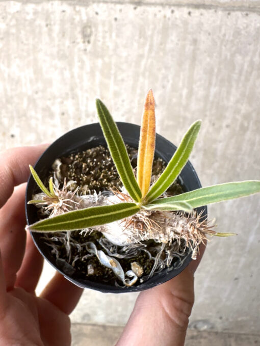 【現品限り】パキポディウム・グラキリス【T28】 Pachypodium gracilius【植物】塊根植物 夏型 コーデックス - 画像 (2)