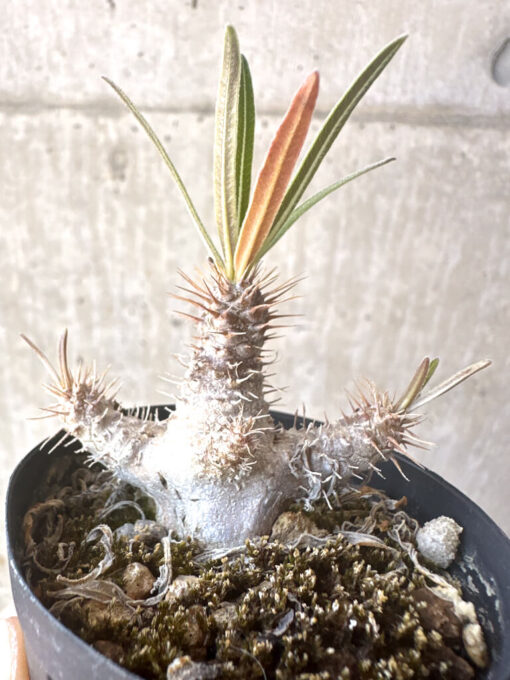 【現品限り】パキポディウム・グラキリス【T28】 Pachypodium gracilius【植物】塊根植物 夏型 コーデックス - 画像 (3)