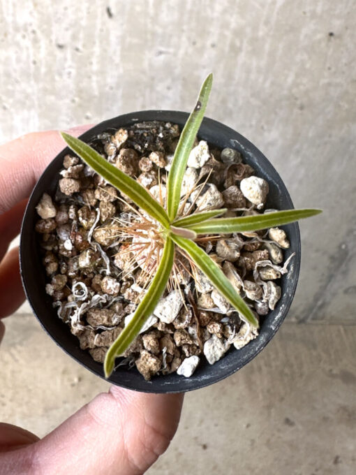 【現品限り】パキポディウム・グラキリス【T29】 Pachypodium gracilius【植物】塊根植物 夏型 コーデックス - 画像 (2)